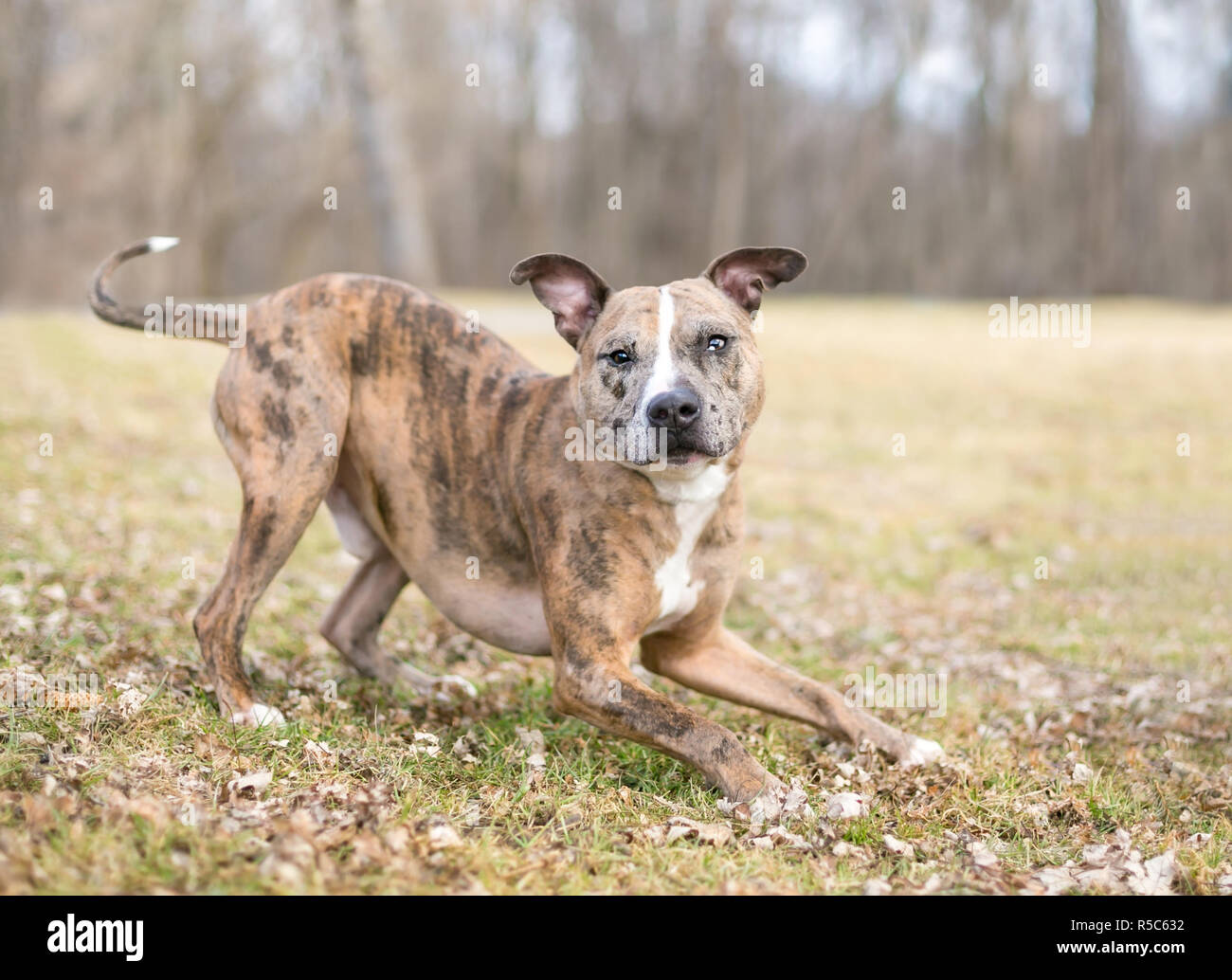 A playful Catahoula Leopard Dog mixed breed in a play bow position Stock Photo