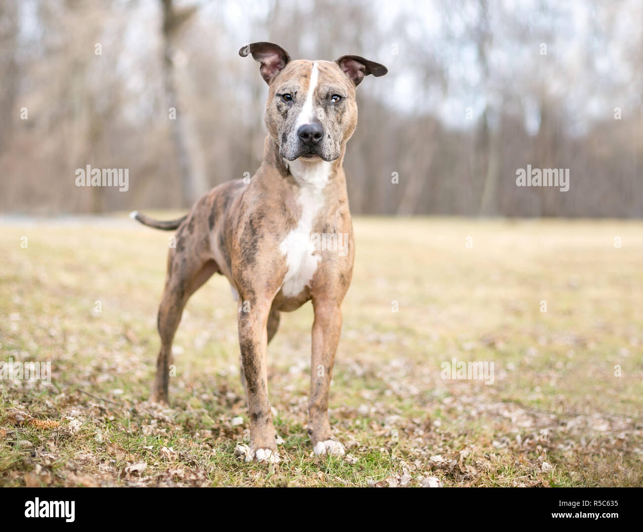 catahoula leopard dog mix