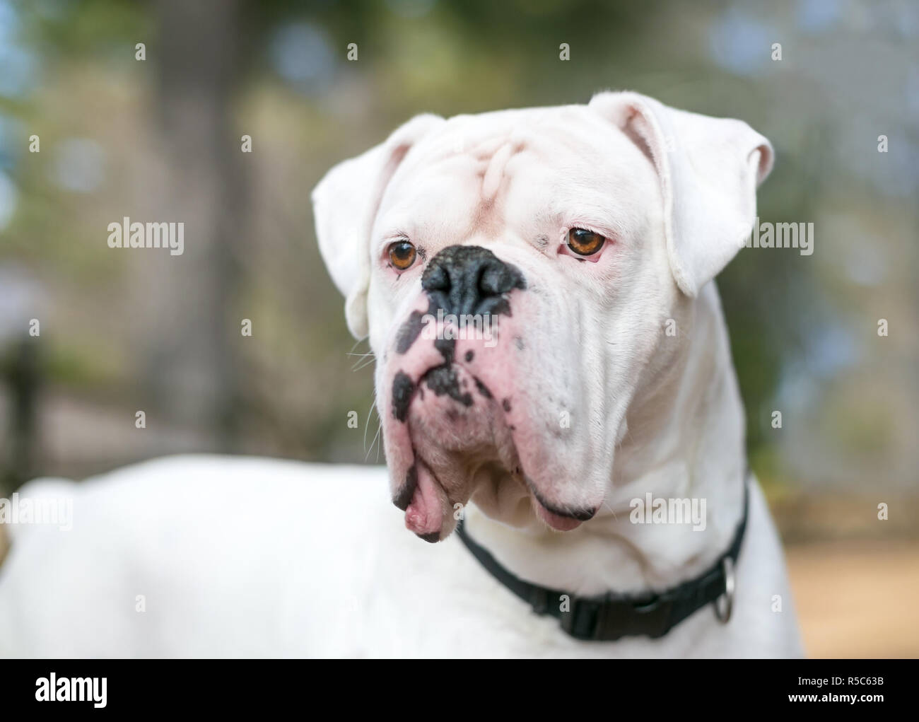 Close up of a white Boxer mixed breed dog Stock Photo