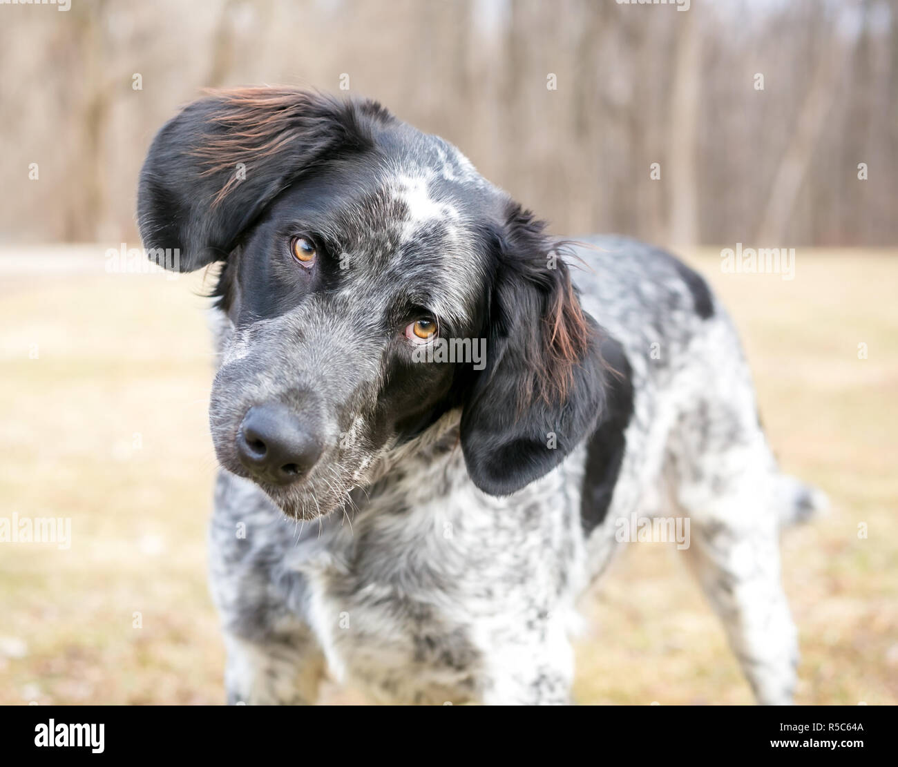 A Spaniel/Pointer mixed breed dog listening with a head tilt Stock Photo