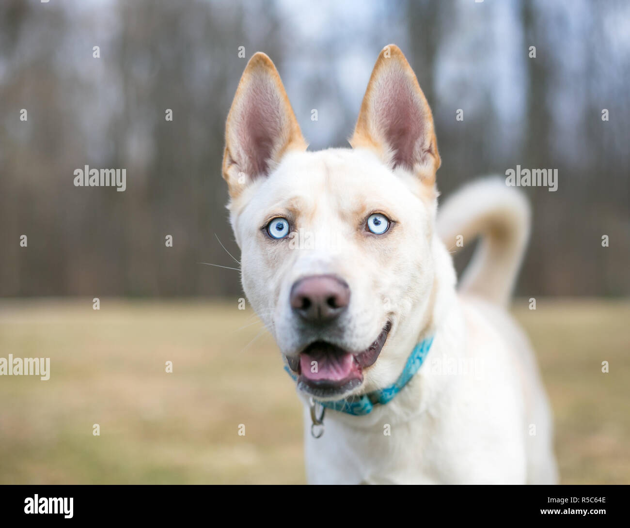 A cream colored Siberian Husky dog with blue eyes and a happy expression Stock Photo