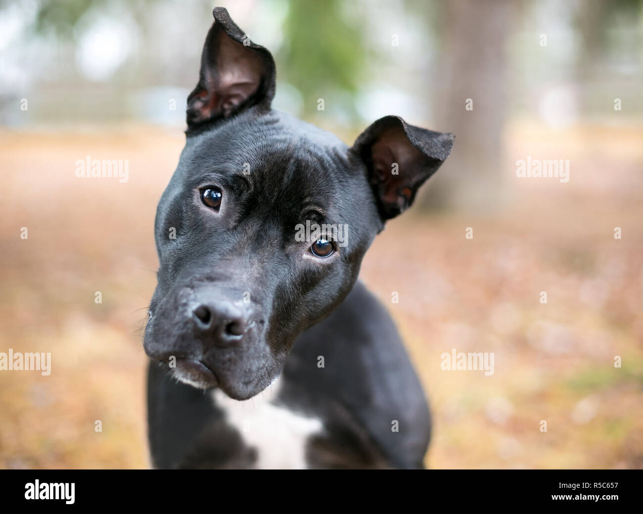 A black Pit Bull Terrier mixed breed dog listening with a head