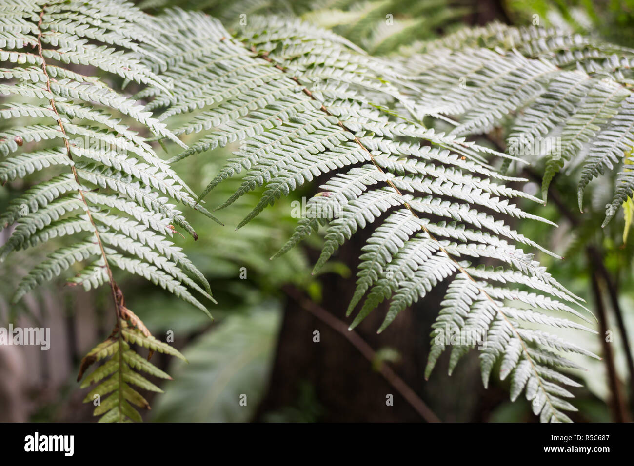 Architectural tree fern garden hi-res stock photography and images - Alamy