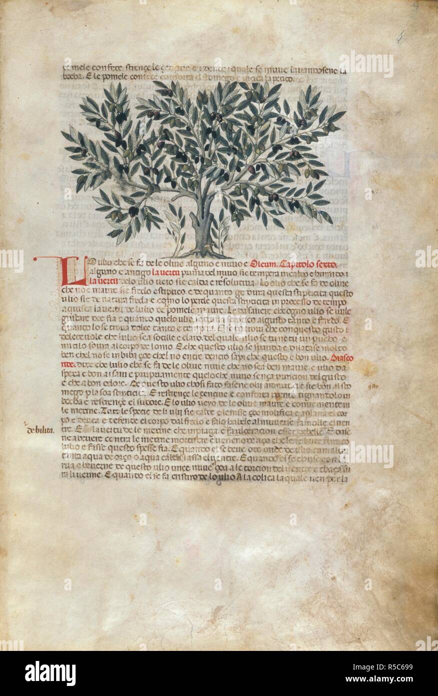 A tree. Serapione Herbario Volgare: an Italian version of the Treatise on Medical Botany, together with a description of medicines derived from animals. 14th century. Image taken from Serapione Herbario Volgare: an A tree. Serapione Herbario Volgare: an Italian version of the Treatise on Medical Botany, together with a description of medicines derived from animals. 14th century. Image taken from Serapione Herbario Volgare: an
