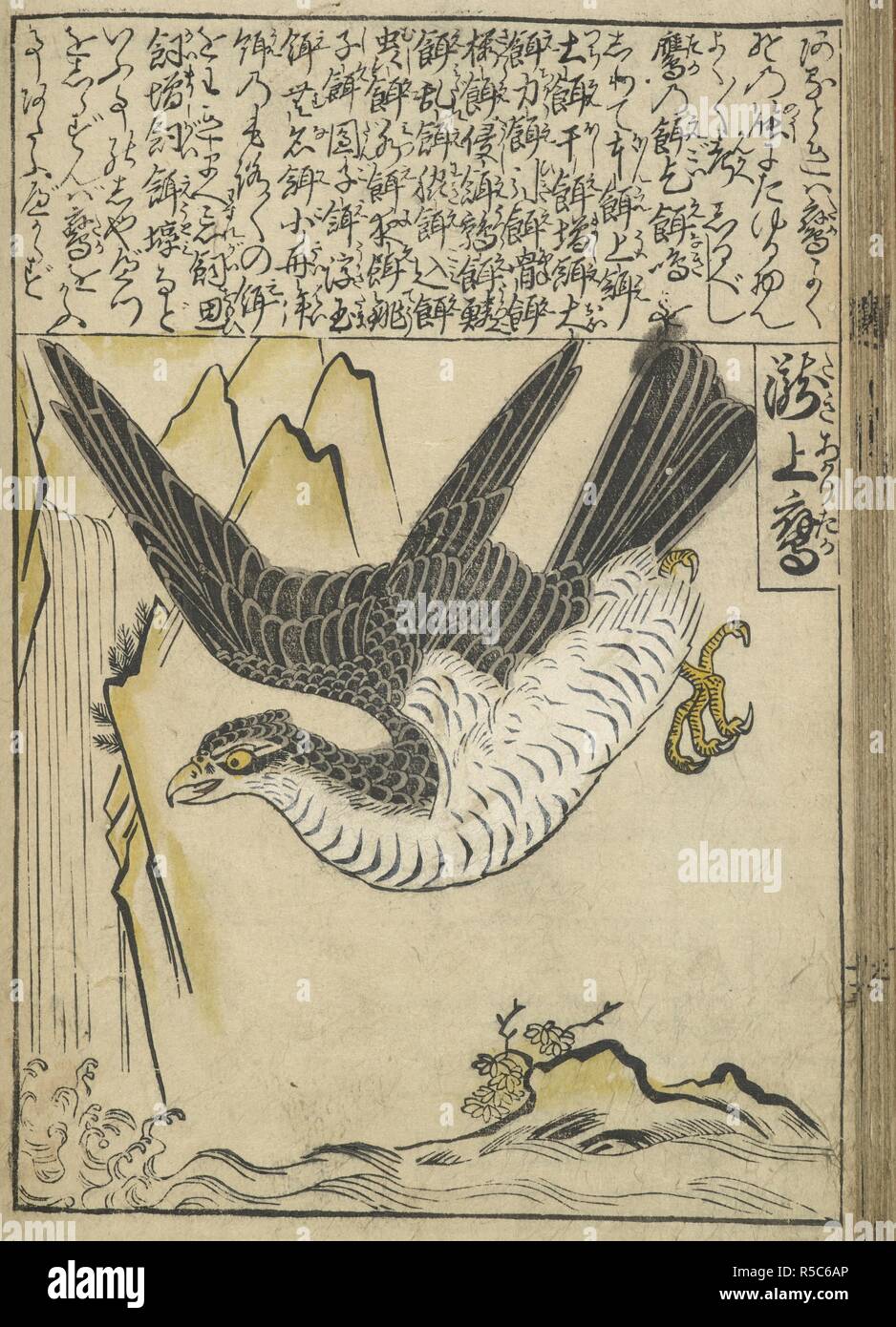 Japanese Art Reproduction. Hawk With Outstretched Wings C. 