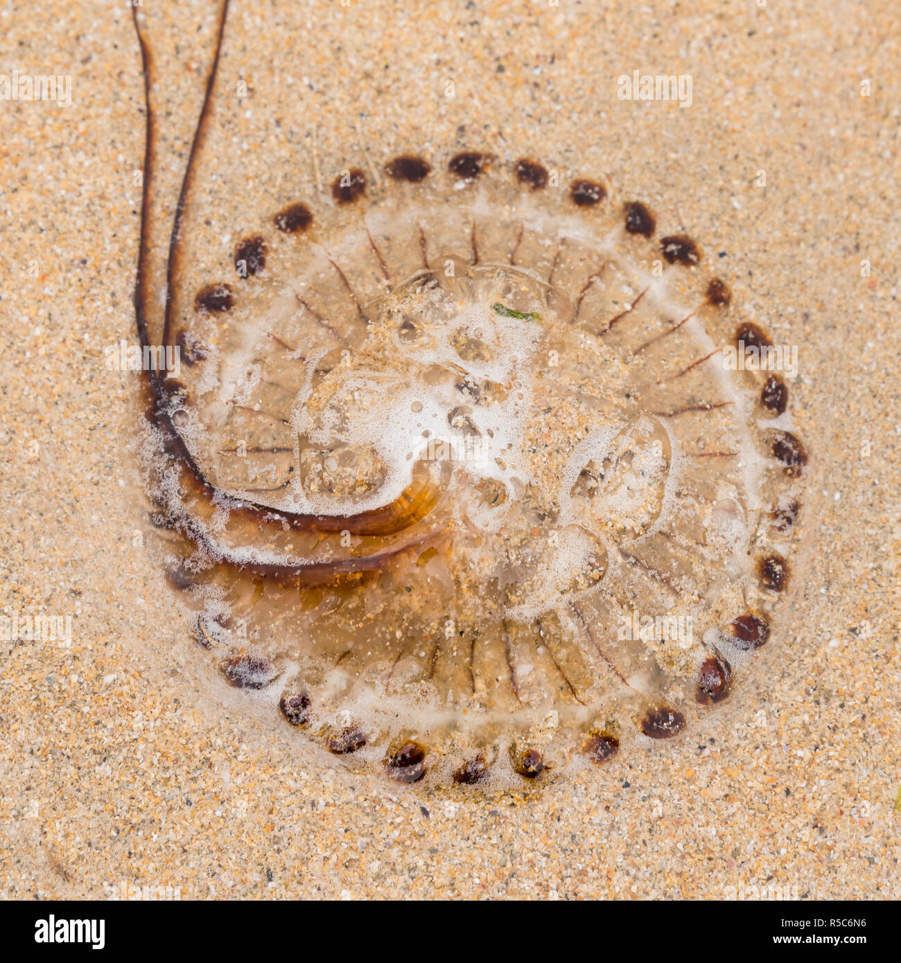 A striped Compass jellyfish (Chrysaora hysoscella) stranded on a sandy beach in Cornwall UK - underside view Stock Photo