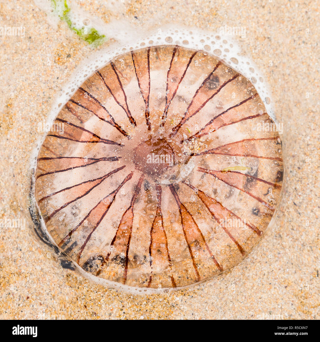 A striped Compass jellyfish (Chrysaora hysoscella) stranded on a sandy beach in Cornwall UK - top view Stock Photo