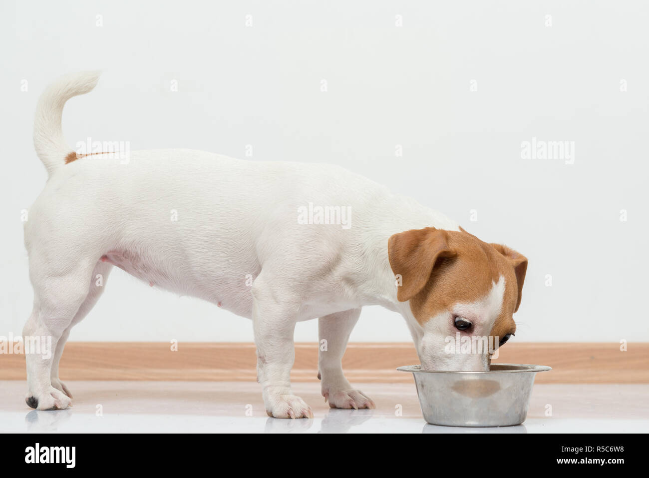 Jack Russell terier puppy eating dogs food Stock Photo Alamy