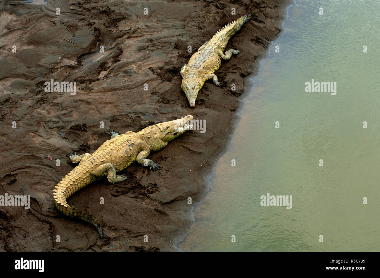 Costa Rica, Saltwater Crocodiles, Rio Tarcoles, Carara Wildlife Refuge Stock Photo