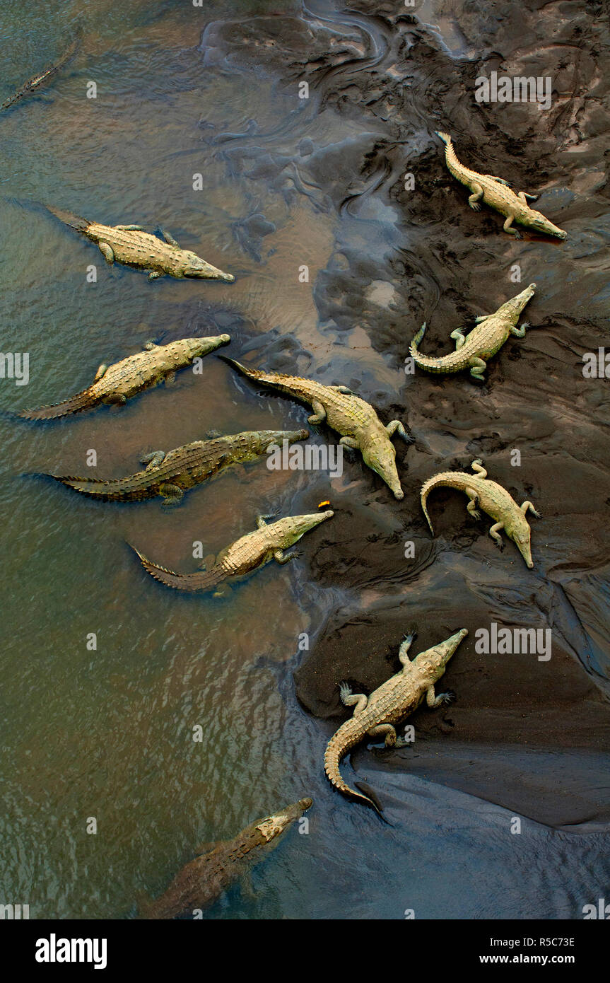 Costa Rica, Saltwater Crocodiles, Rio Tarcoles, Carara Wildlife Refuge Stock Photo