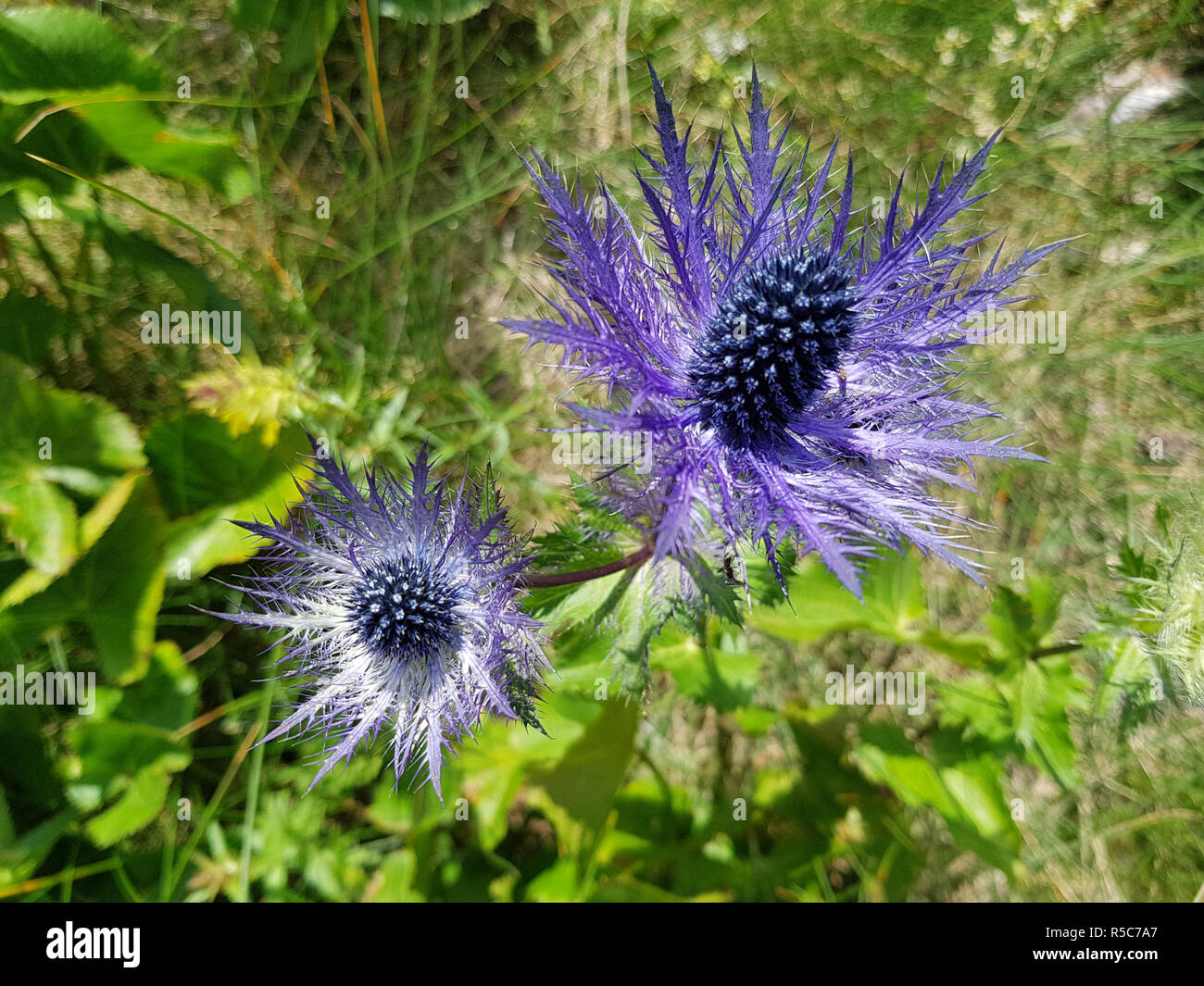 Sea Holly - Eryngium - flowers in velebit croatia Stock Photo