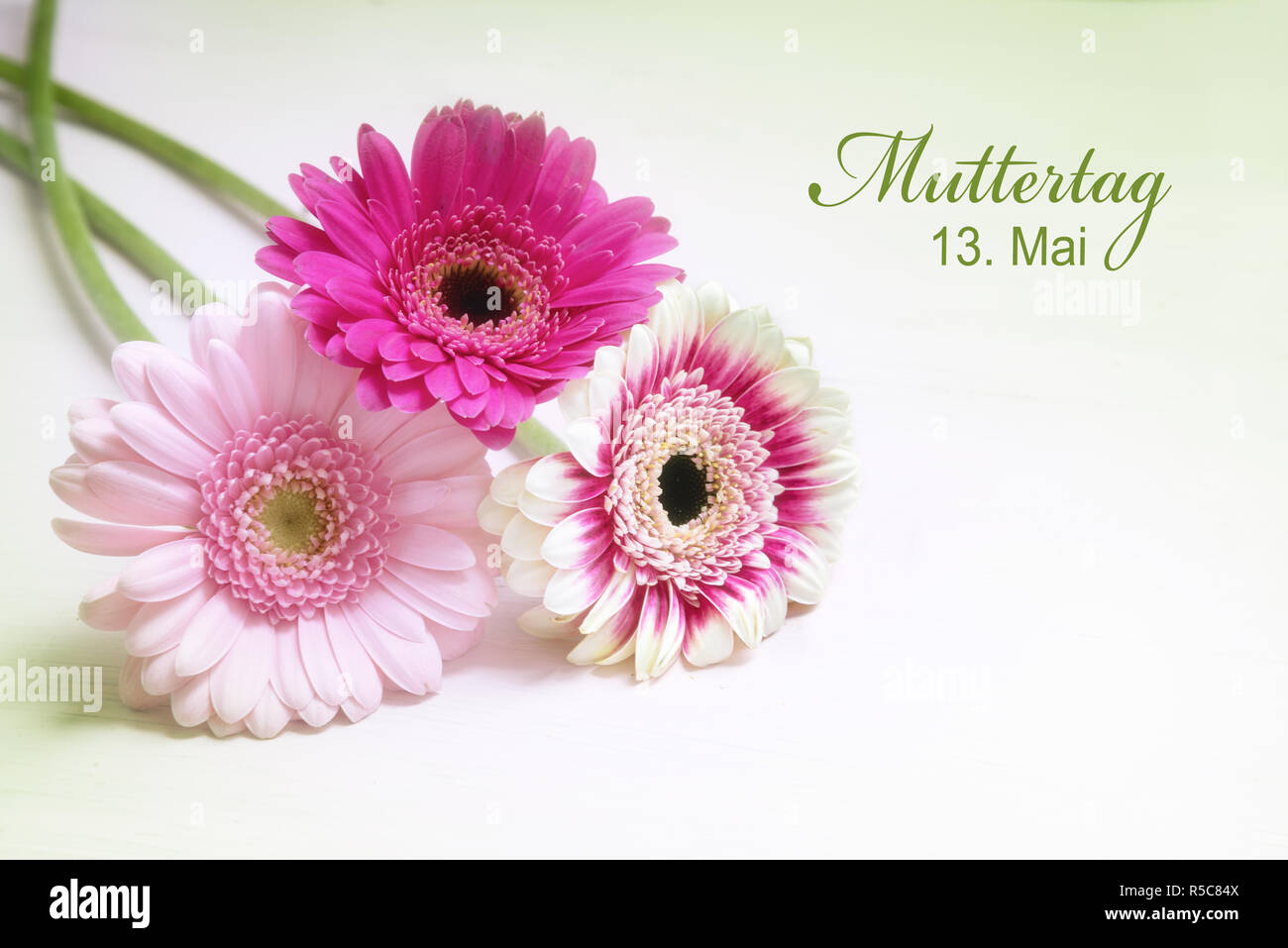 three gerbera flowers in pink and white on a bright background with copy space, greeting card with german text  Muttertag 13. Mai, meaning Mother's Da Stock Photo