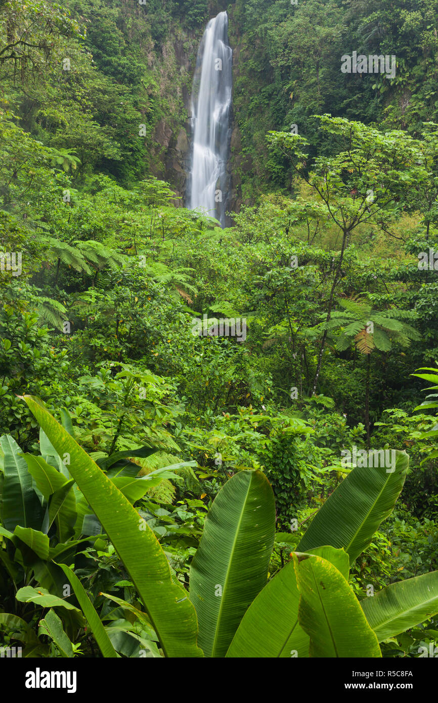 Dominica, Roseau, Roseau Valley, Trafalgar Falls Stock Photo Alamy