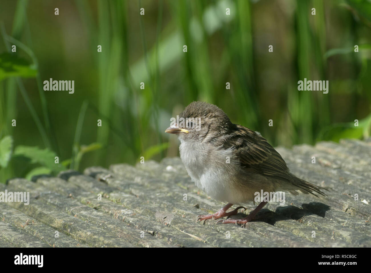 young house sparrow fledgling (Passer domesticus), a cute baby bird on a walk over a wooden footpath, blurry green background with copy space, selecte Stock Photo