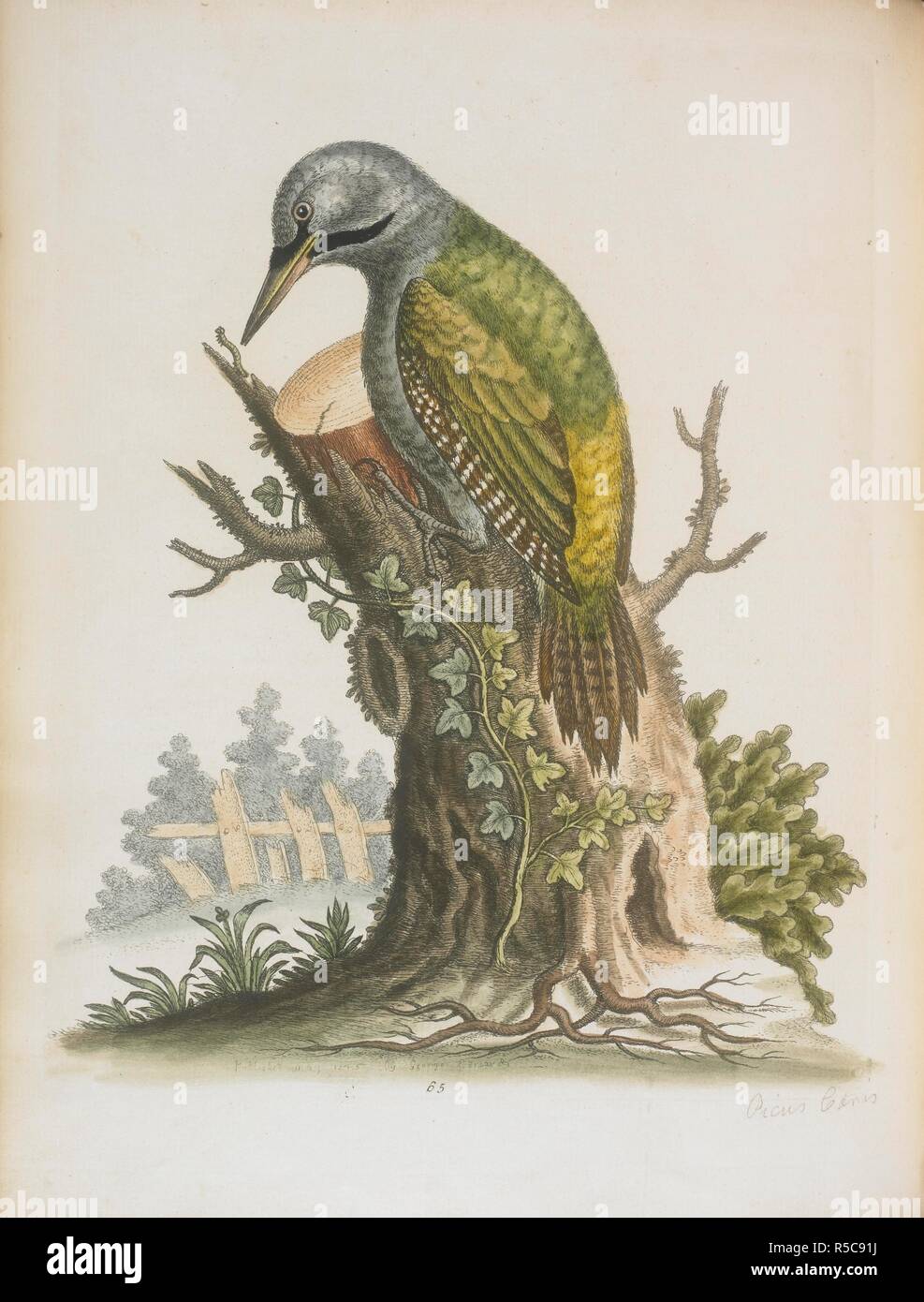 The grey-headed green woodpecker. A natural history of uncommon birds, and of some other rare and undescribed animals To which is added a general idea of drawing and painting in water colours; The grey-headed green woodpecker. A natural history of uncommon birds, and of some other rare and undescribed animals To which is added a general idea of drawing and painting in water colours;