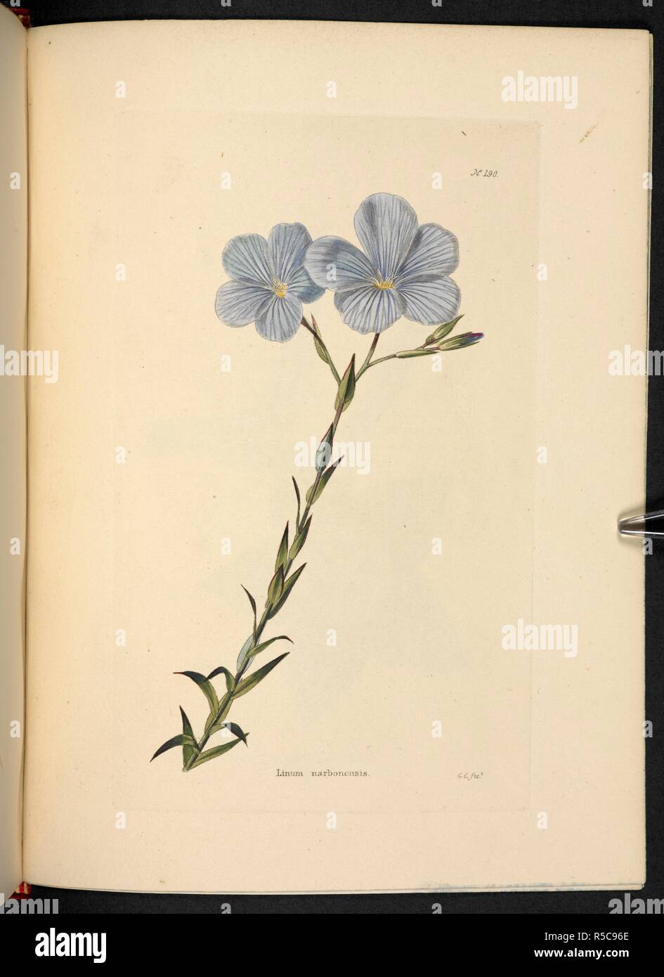 Linum narbonensis. The Botanical Cabinet, consisting of coloured delineations of plants, from all countries, with a short account of each, etc. By C. Loddiges and Sons ... The plates by G. Cooke. vol. 1-20. London, 1817-33. Source: 443.b.6, vol.2, no.190. Author: Cooke, George. Stock Photo
