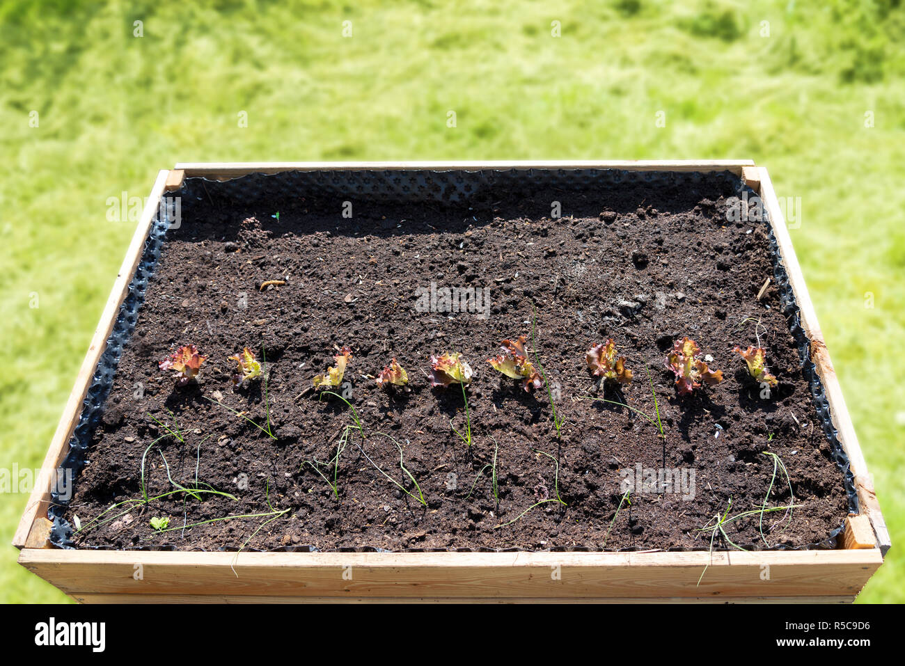 raised bed of wood for vegetables with compost soil and some young plants like lettuce and leek