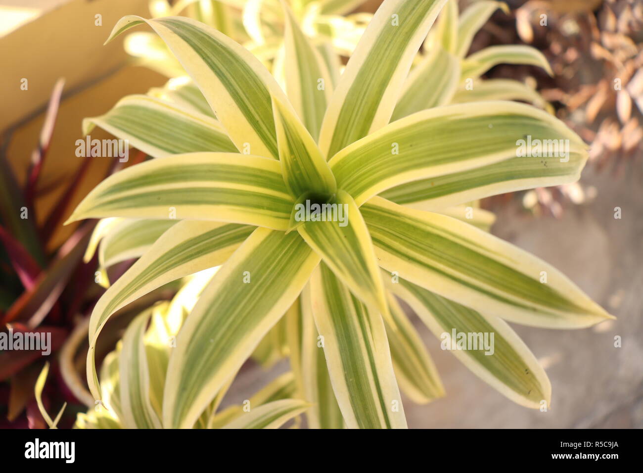 Beautiful plant of Dracaena with fresh leaves Stock Photo