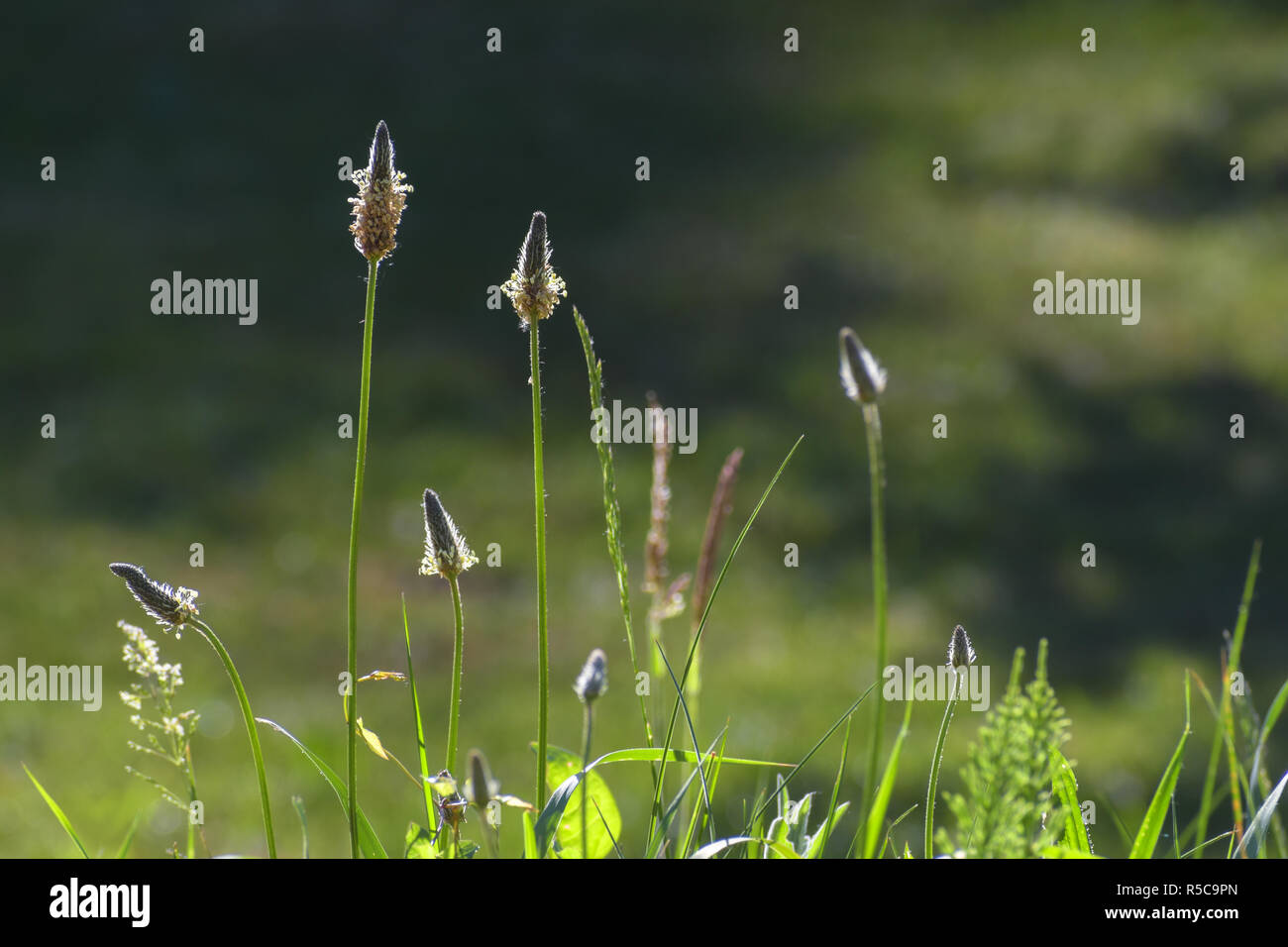 inflorescences from ribwort plantain (Plantago lanceolata) against the