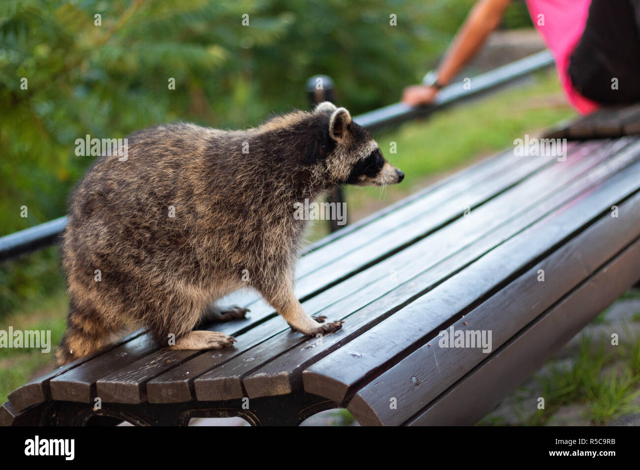 Raccoons asking for food on the Mount-Royal in Montreal, Canada. Raccoons begging for food. Ratons laveurs sur le Mont-Royal. Stock Photo