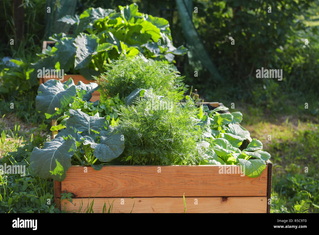 vegetable garden in raised wooden beds, rural countryside scene