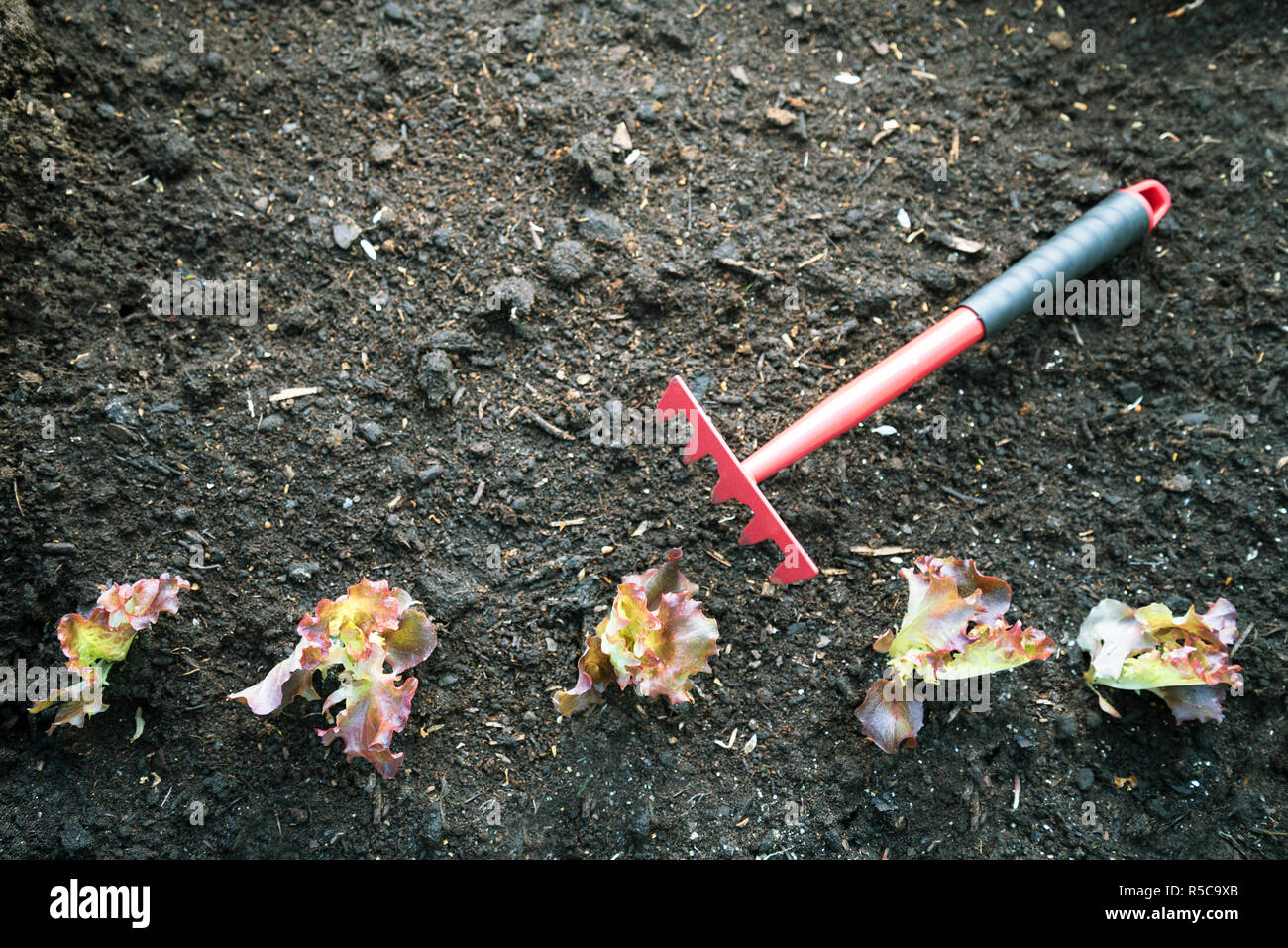 Rake soil leaves hi-res stock photography and images - Alamy