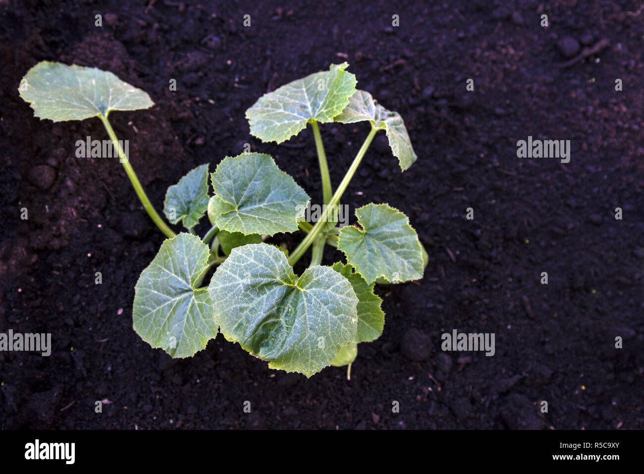 young zucchini plant is growing in dark brown soil, top view from above