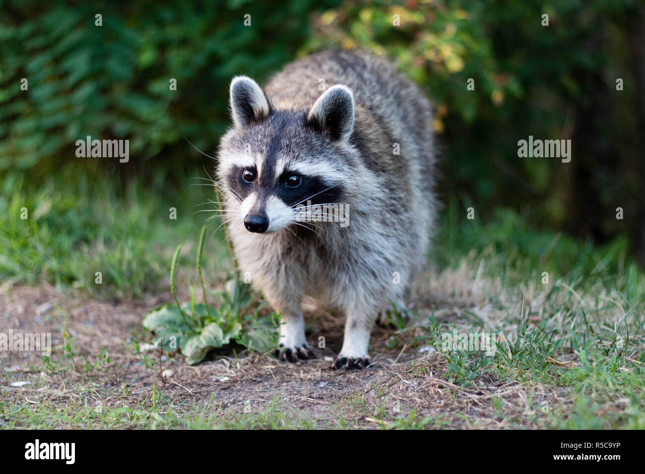 A raccoon on the Mount-Royal in Montreal, Canada. Raton laveur sur le Mont-Royal. Stock Photo