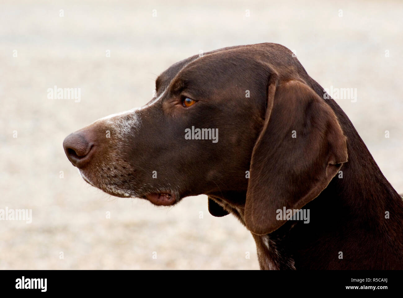 German Shorthaired Pointer Stock Photo