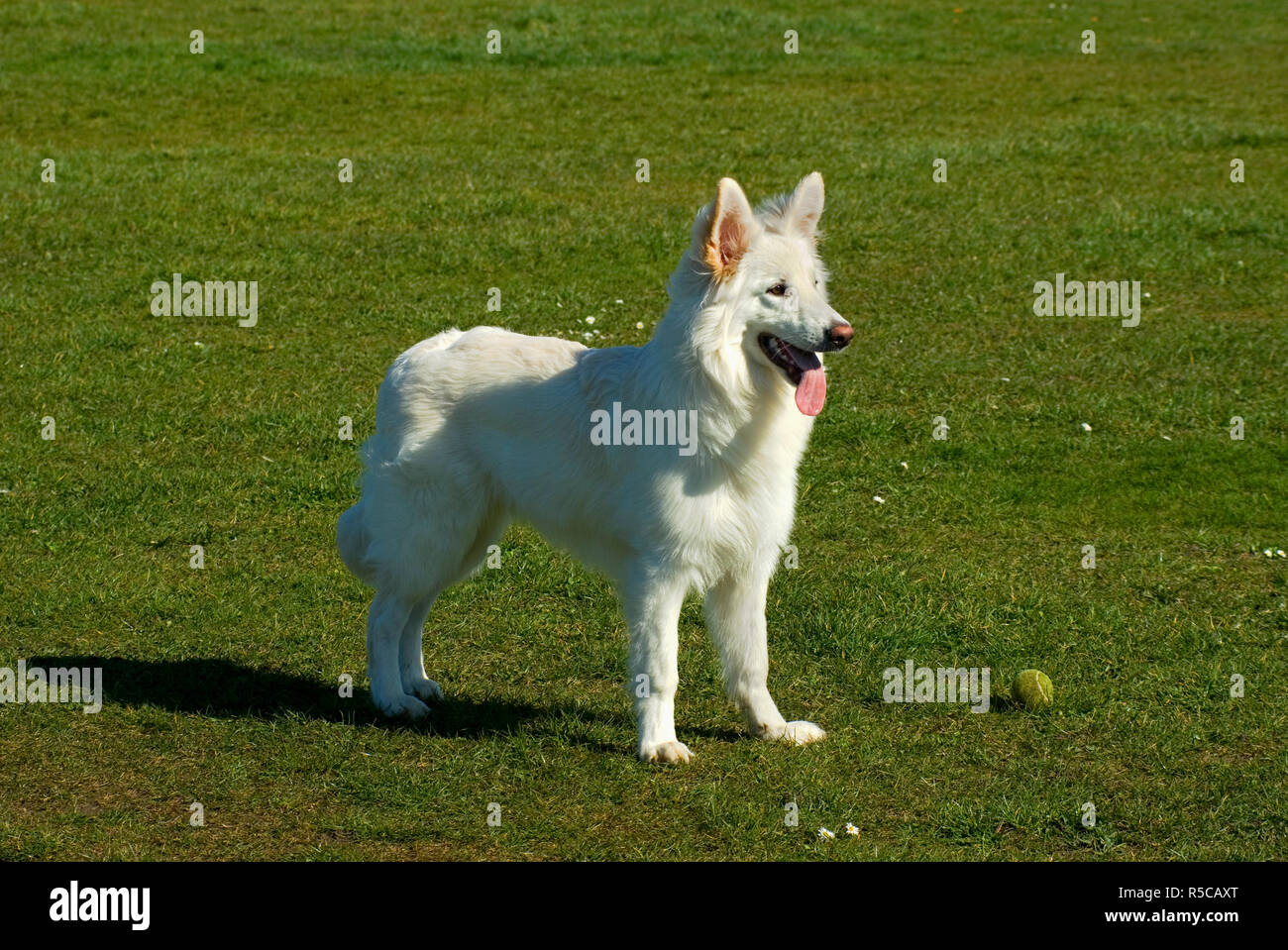 German Shepherd Dog Stock Photo