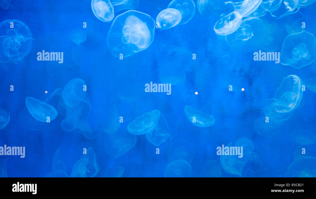 Closeup Jellyfish, Medusa in fish tank with neon light. Jellyfish is