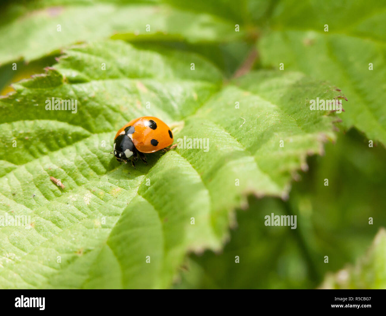 red ladybird spotted on leaf Stock Photo