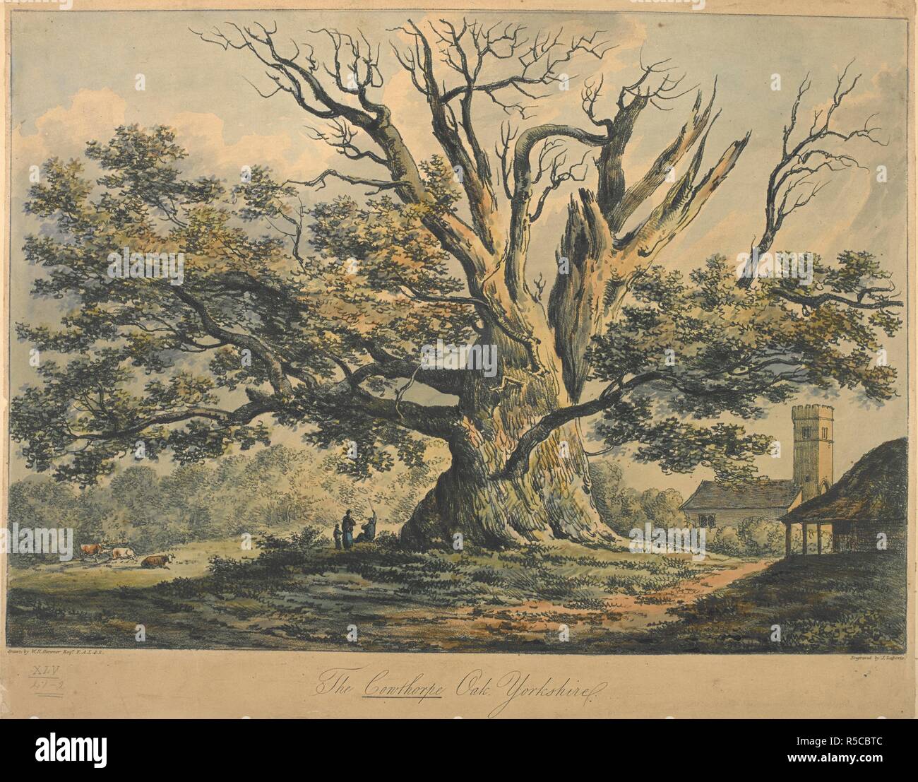 The Cowthorpe Oak, Yorkshire. Figures standing beneath the Cowthorpe Oak, Yorkshire; cattle on the left-hand side; St Michael's Church, Cowthorpe on the right-hand side; trees in the background. The Cowthorpe Oak was once the largest oak in Britain. . The Cowthorpe Oak, Yorkshire. / Drawn by W.H. Hanmer Esqr F.A.L.S.S. ; Engraved by J. Laporte. John Laporte, 1761-1839, printmaker, publisher. [London] [Publish'd Sep.r 1, 1806, by J. Laporte, 21 Winchester Row, Edgware Road.], [September 1 1806]. 1 print : soft-ground etching with hand-colouring ; sheet 33 x 41.5 cm sheet. Source: Maps K.Top.45. Stock Photo