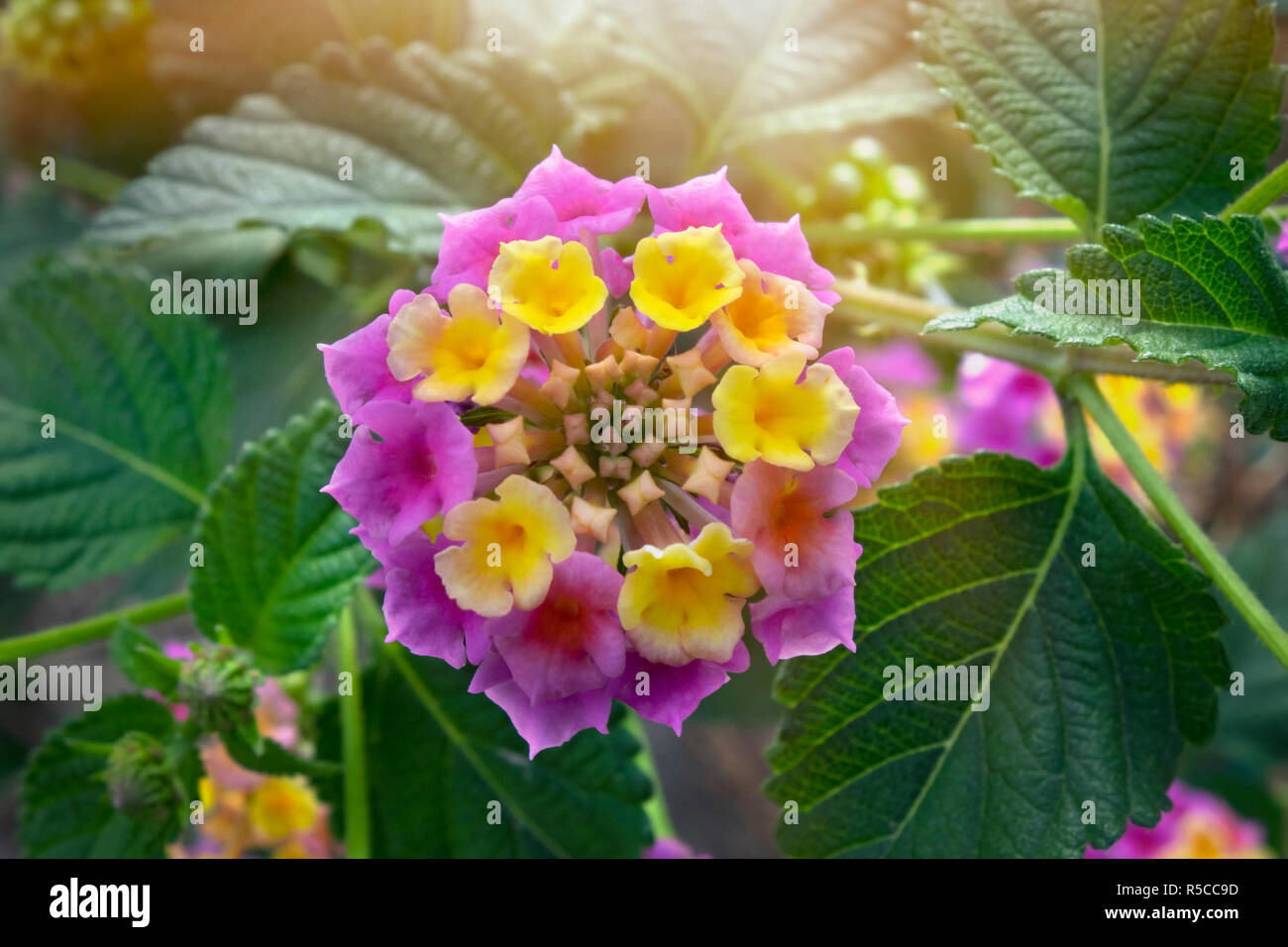 Summer flowers series, beautiful Lantana camara Stock Photo