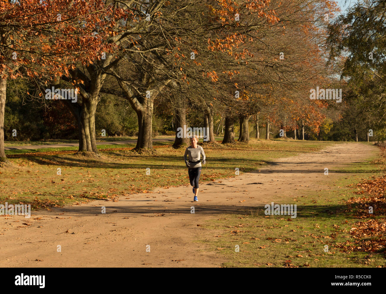 Lady on a morning country jog on a sunny autumn morning, along a path in a park. Autumnal colors on trees Stock Photo