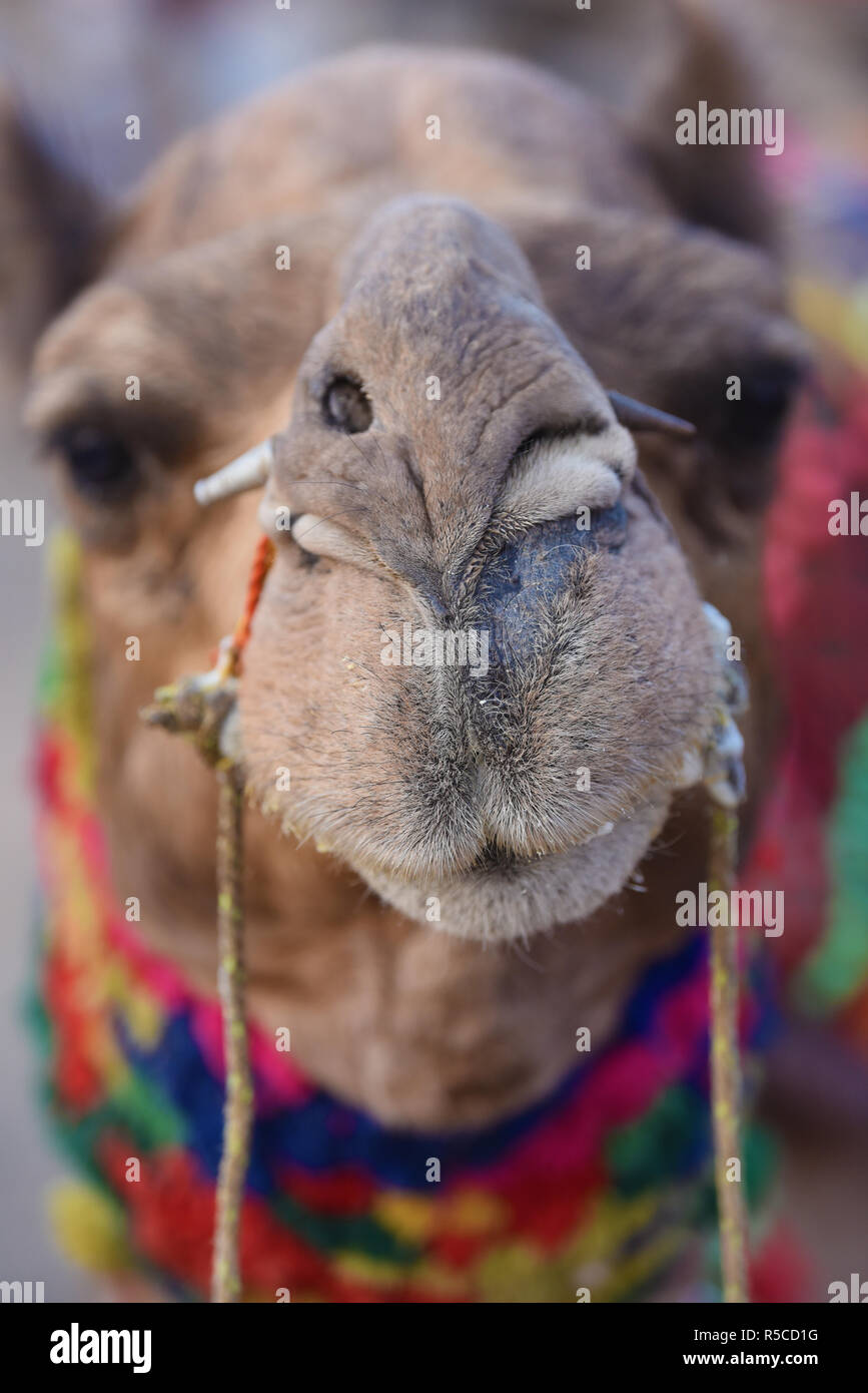 A decorated camel at Pushkar Camel Fair, an annual livestock fair held in the town of Pushkar, Rajasthan, Western India, Asia. Stock Photo