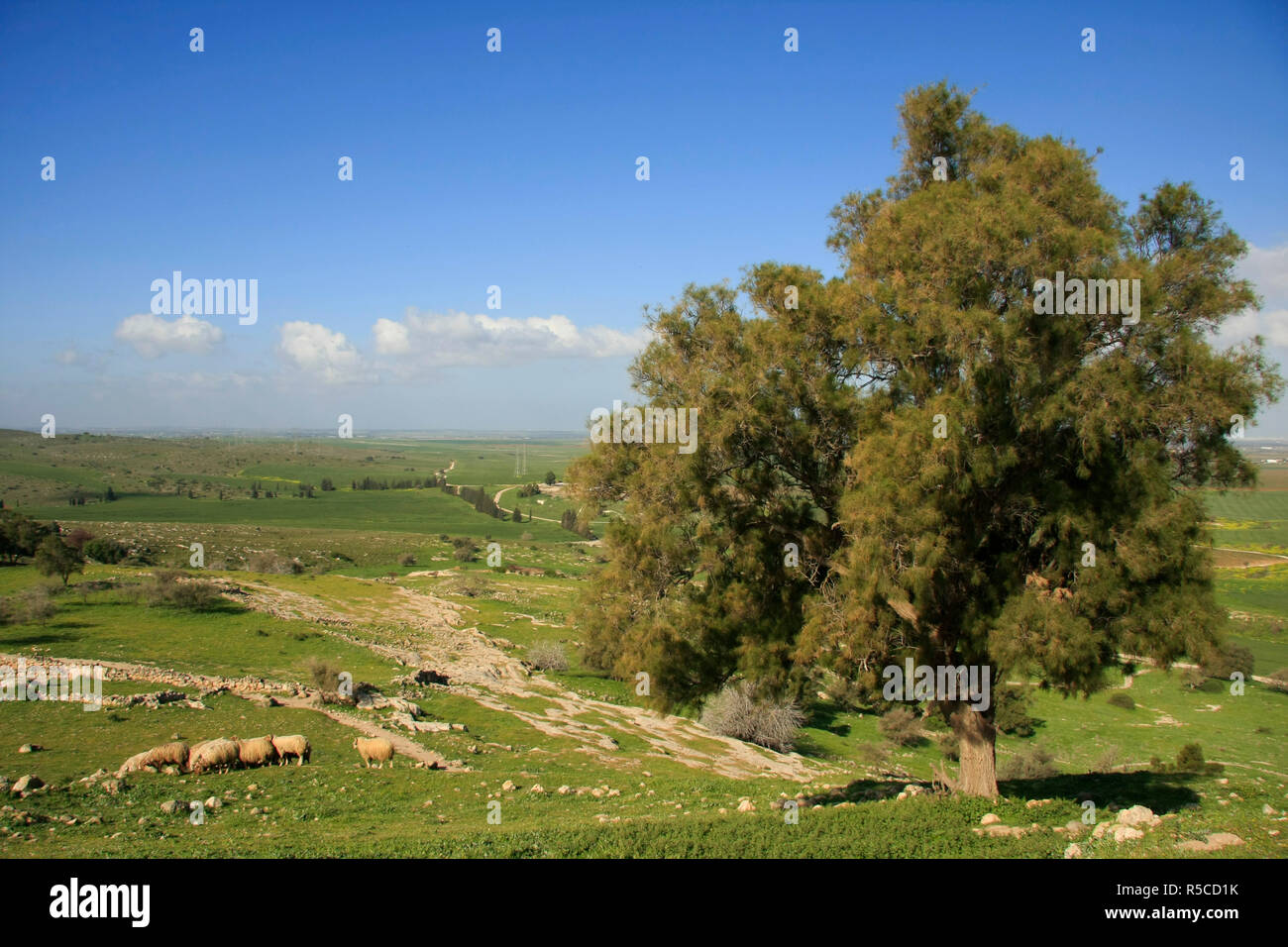 Israel, Shephelah from Tel Zafit, identified as Gath, one of the ancient Canaanite and Philistine five cities Stock Photo