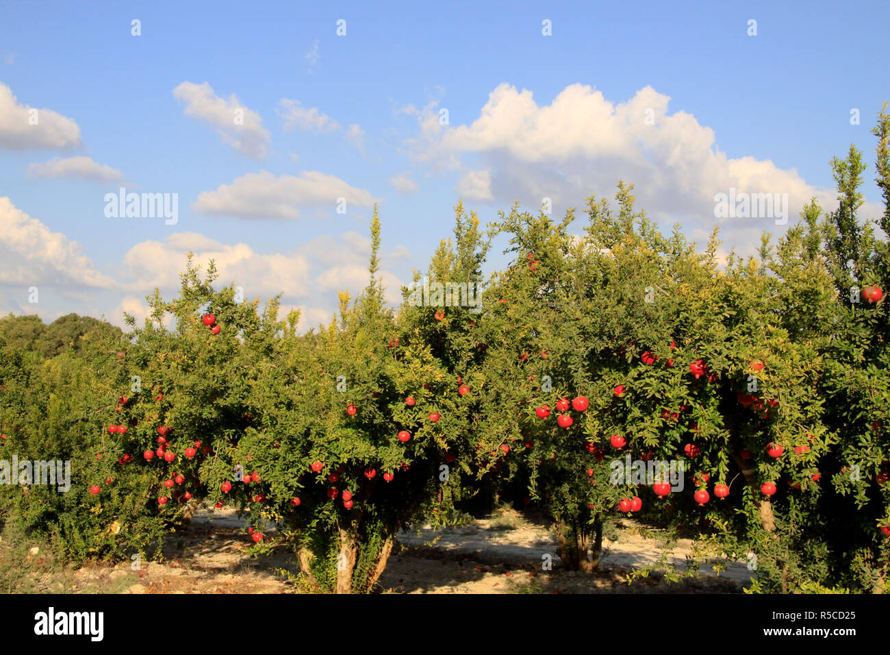 Israel, Shephelah, Pomegranate tree (Punica granatum) in Moshav Lachish Stock Photo