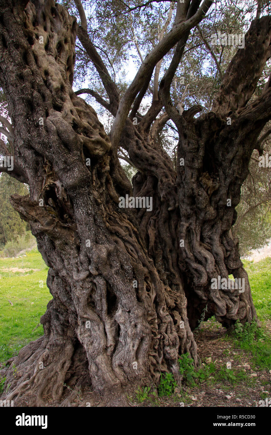 Israel, Shephelah, the ancient Olive tree in Beth Gemel Stock Photo