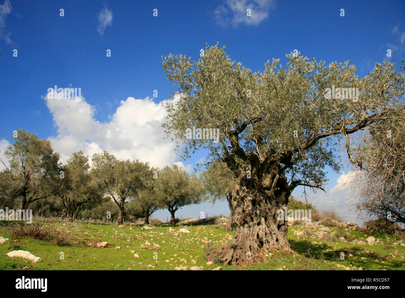 Israel, Mount Carmel, an Olive grove by Carmel Scenic Road Stock Photo