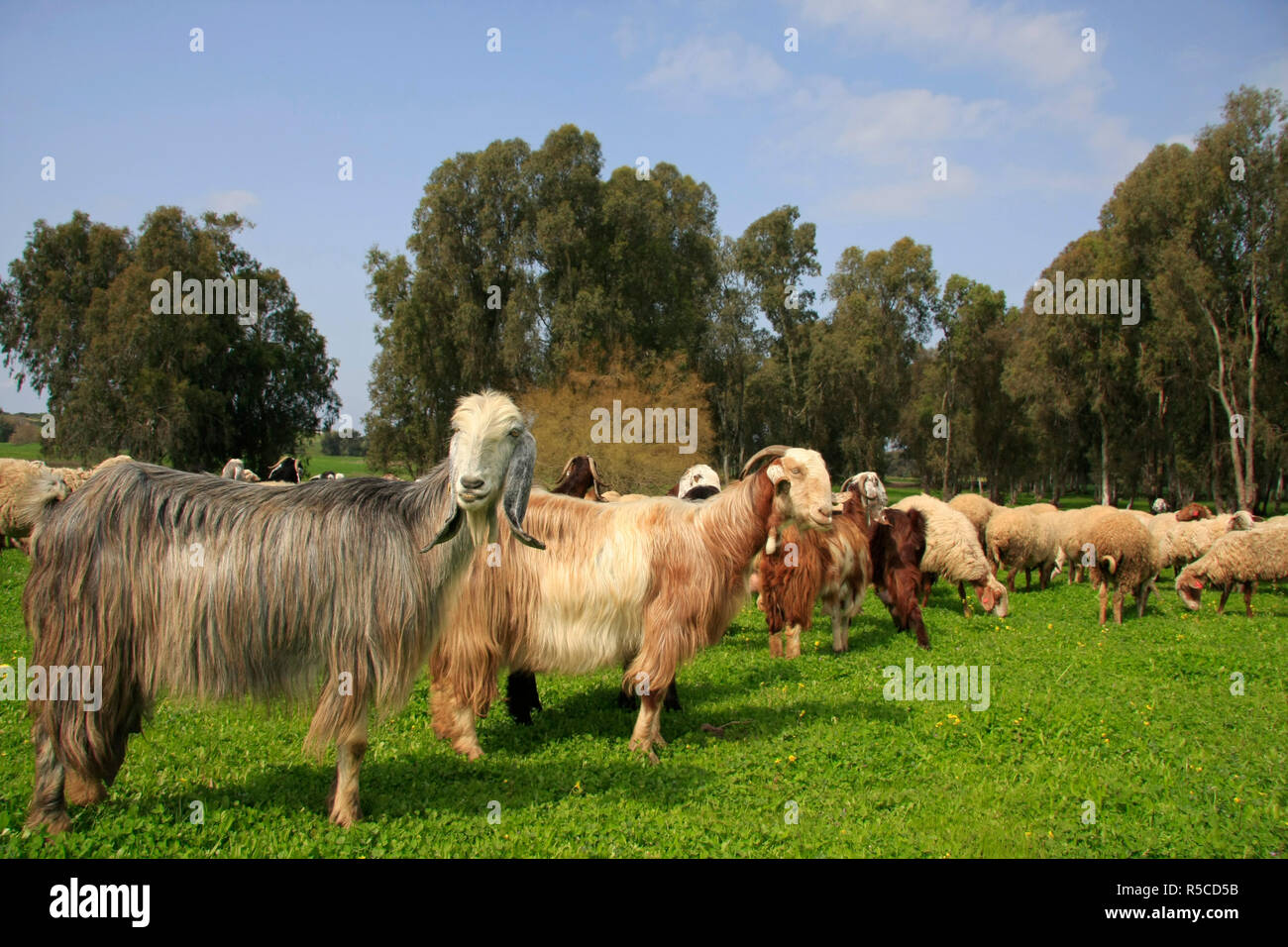 Israel, Sharon region, goats and sheep in Park Hasharon Stock Photo