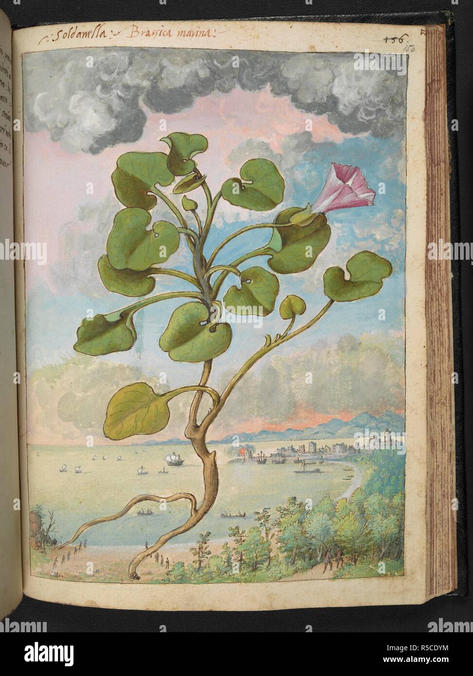 Full page botanical painting of Callystegia soldanella, labelled 'Soldanella Brassica marina' (Convolvulus or Coastal Bindweed) with men carrying rods and a beach, a port and sailing ships in the background. Coloured drawings of plants, copied from nature in the Roman States, by Gerardo Cibo. Vol. I. Pietro Andrea Mattioli, Physician, of Siena: Extracts from his edition of Dioscorides' 'de re Medica':. Italy, c. 1564-1584. Source: Add. 22332 f.150. Language: Italian. Author: Cibo, Gheraldo. Stock Photo