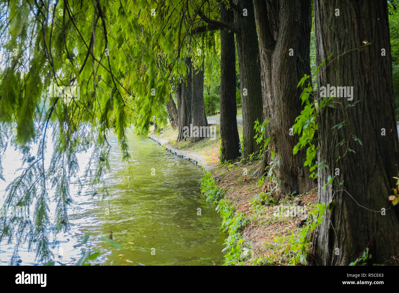 Large evergreen trees on the shoreline of Herastrau Lake, Bucharest, Romania Stock Photo
