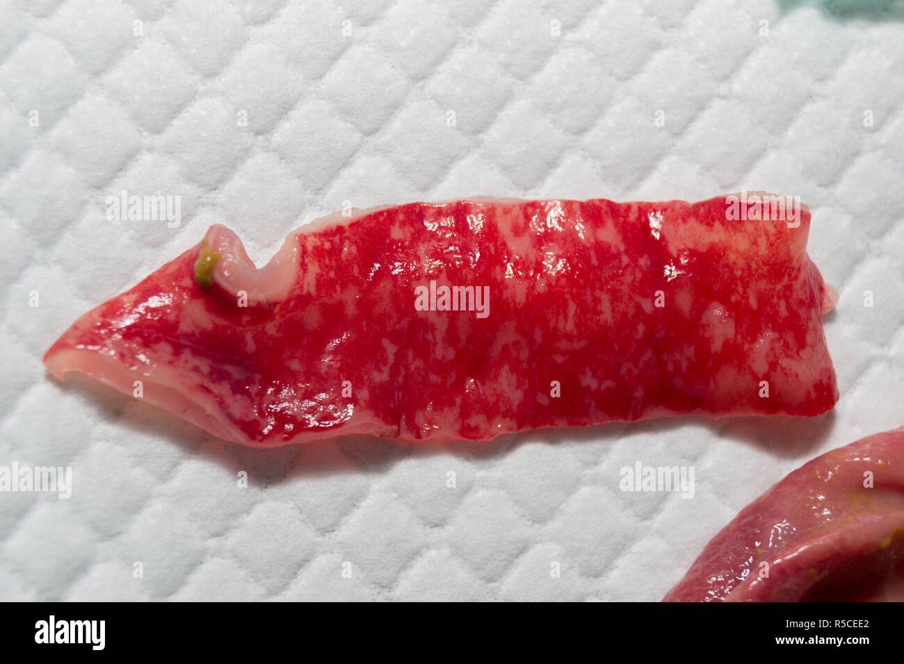 Portion of a cat intestine with hemorrhagic enteritis caused by parvovirus infection ( Feline panleucopenia virus) Stock Photo