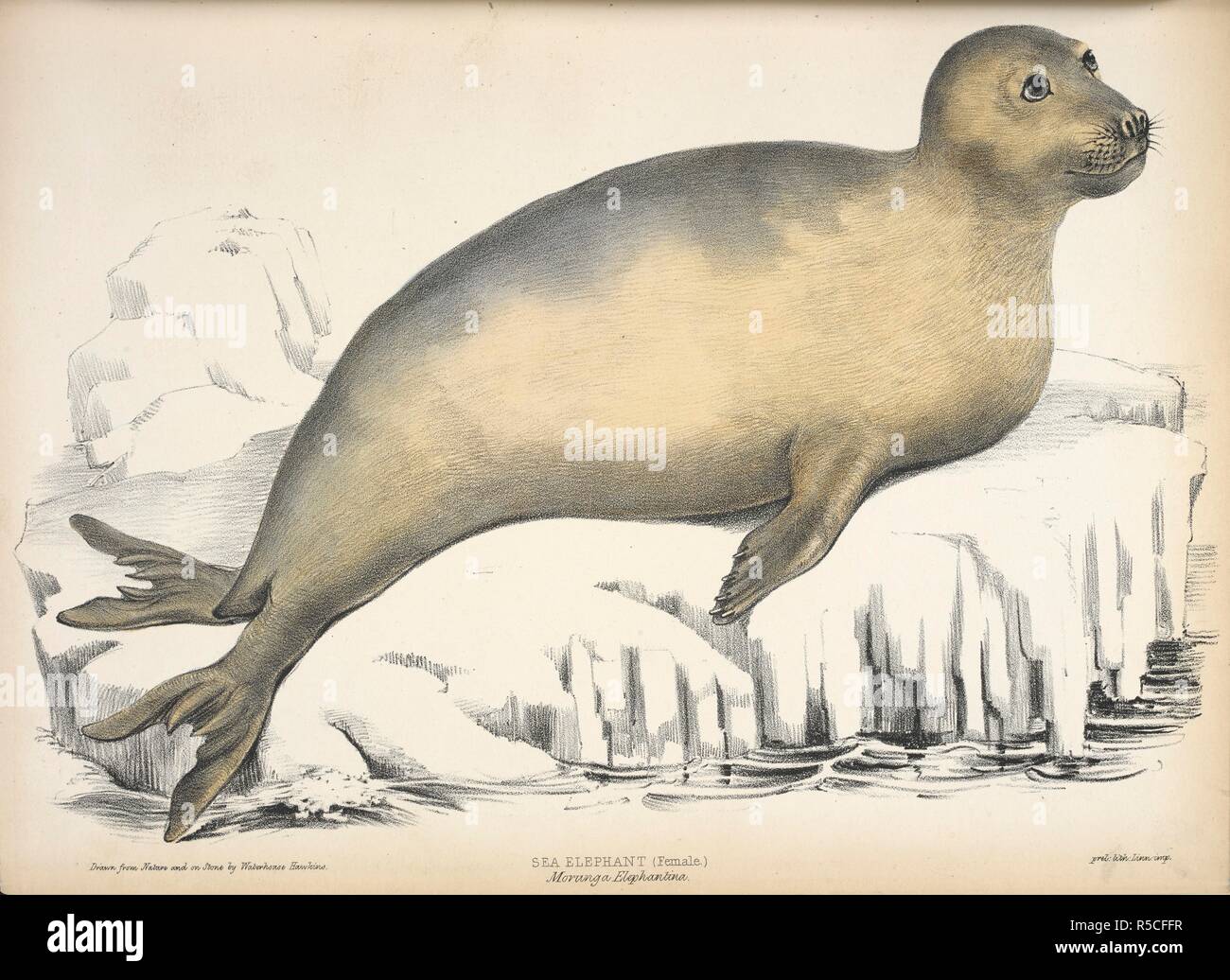 Sea elephant (female.)  The Elephant seal. The Zoology of the Voyage of H.M.S. Erebus and Terror, under the command of Capt. Sir James Clark Ross during the years 1839 to 1843 ... London, 1844-75. Source: 10498.dd.3 plate 9. Author: Richardson, John, Sir, M. D. Hawkins, Waterhouse. Stock Photo