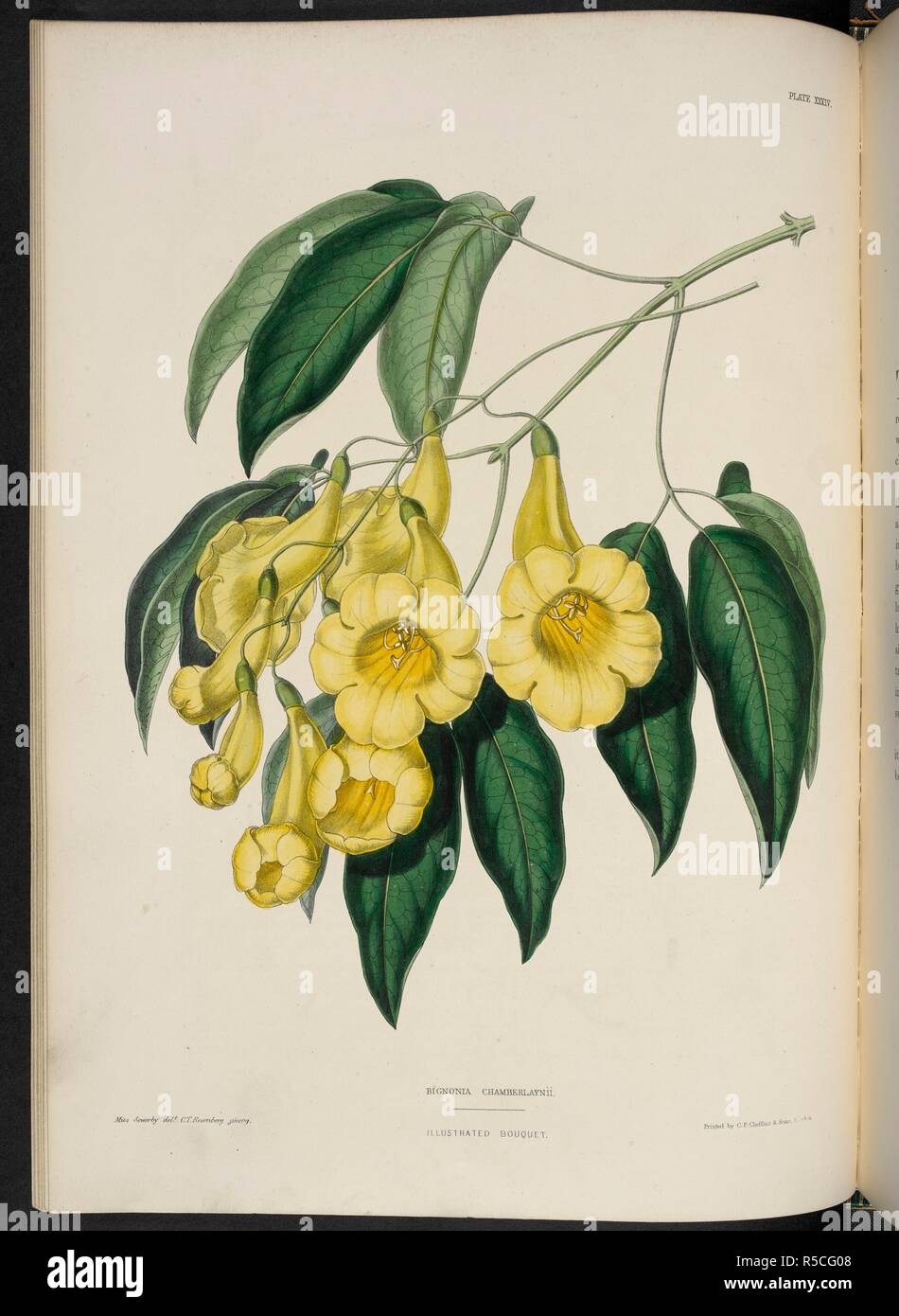 Bignonia chamberlaynii. Bignonia is a genus of flowering plants in the catalpa family, Bignoniaceae. . The Illustrated Bouquet, consisting of figures, with descriptions of new flowers. London, 1857-64. Source: 1823.c.13 plate 34. Author: Henderson, Edward George. Sowerby, Miss. Stock Photo