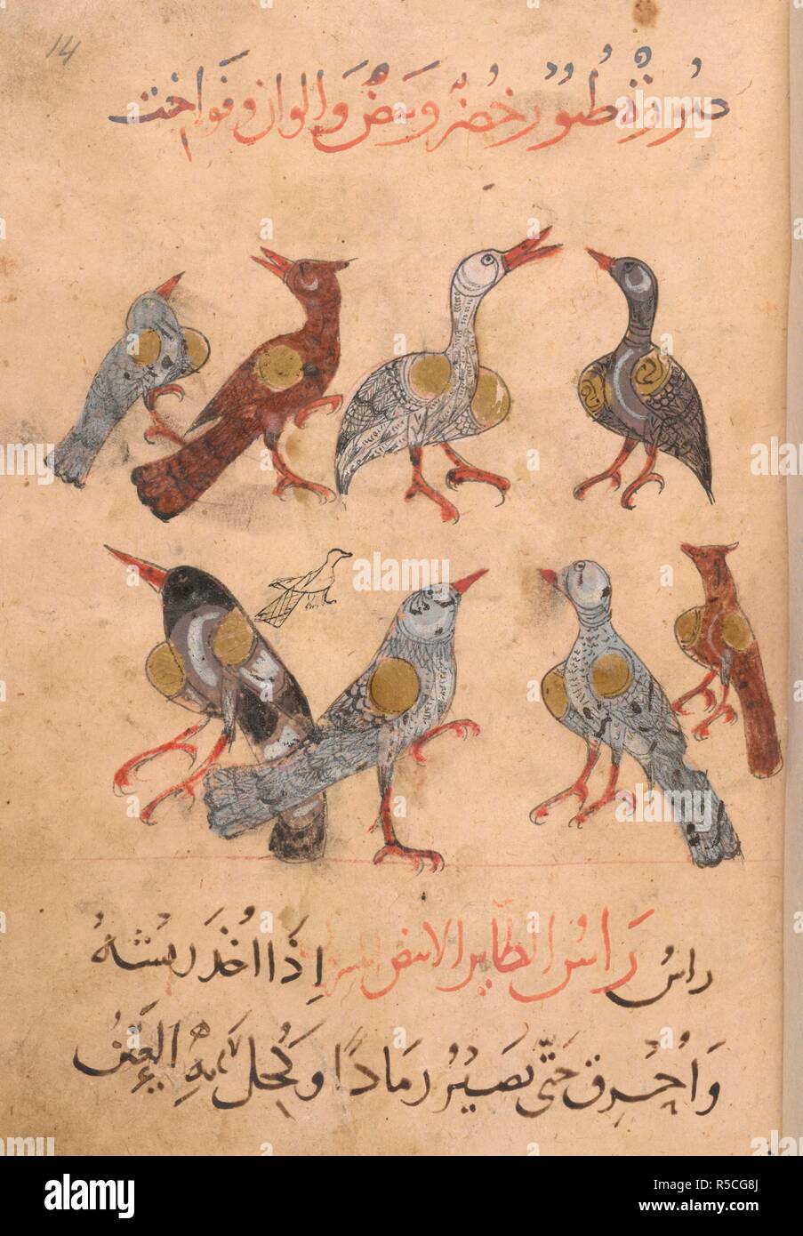 Eight pigeons of different colours and ringdoves. Kitab Na't al-hayawan (book of the characteristics of animals). Middle East, 13th century. A treatise on animals and the medical properties of the various parts Eight pigeons of different colours and ringdoves. Kitab Na't al-hayawan (book of the characteristics of animals). Middle East, 13th century. A treatise on animals and the medical properties of the various parts