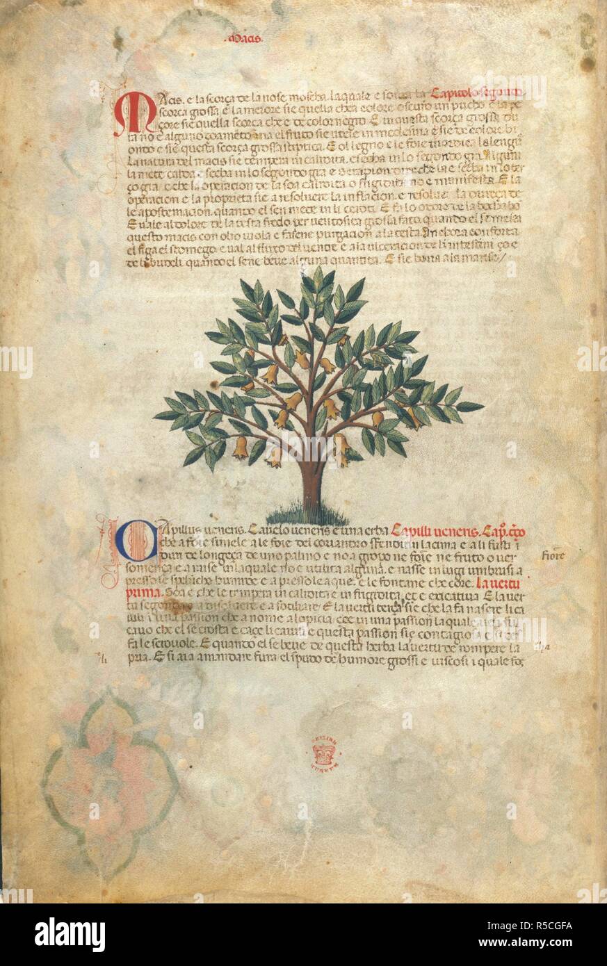 A tree. Serapione Herbario Volgare: an Italian version of the Treatise on  Medical Botany, together with a description of medicines derived from  animals. 14th century. Image taken from Serapione Herbario Volgare: an