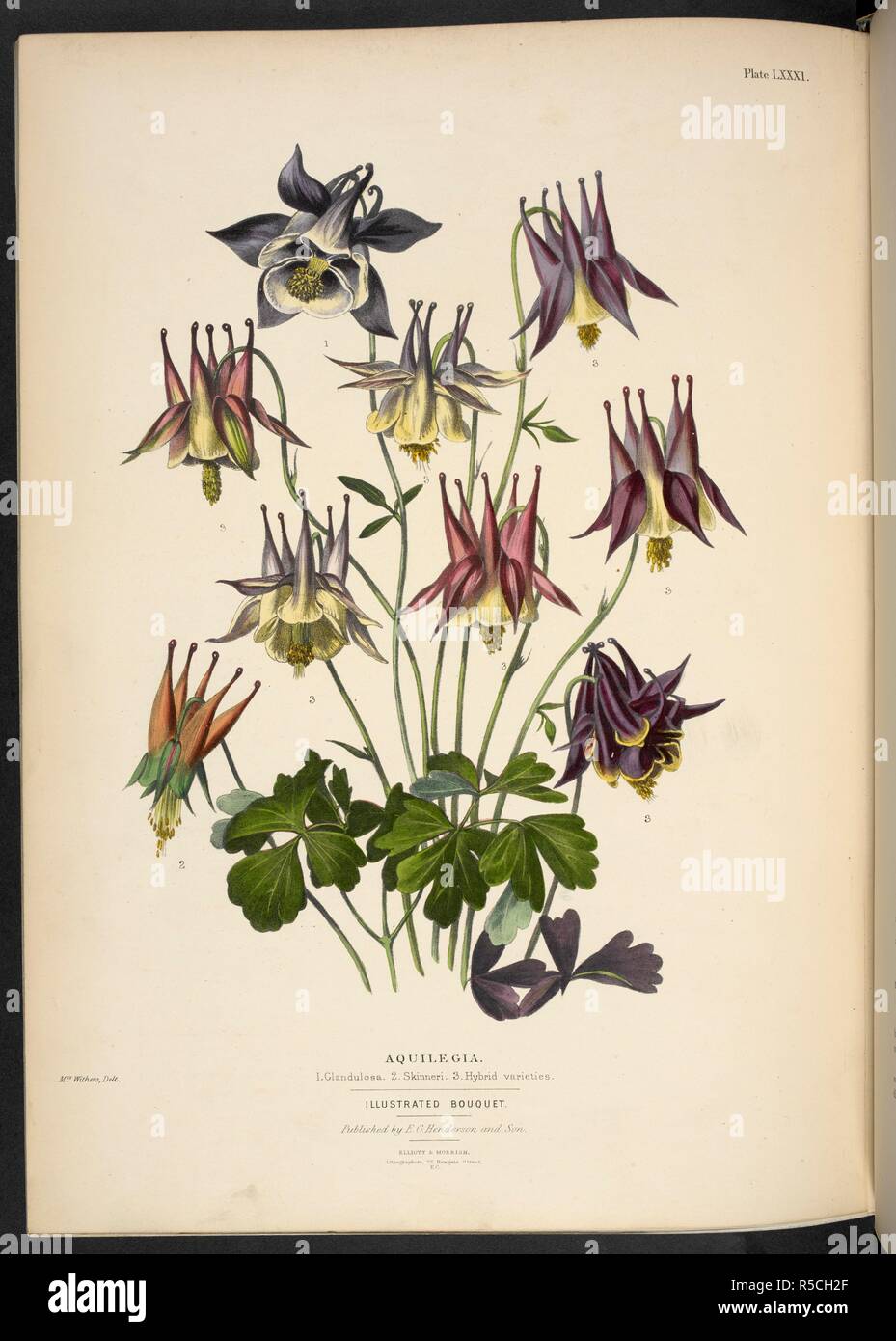 New aquilegias. Aquilegia. 1. Glandulosa; 2. Skinneri; 3. Hybrid varieties. The Illustrated Bouquet, consisting of figures, with descriptions of new flowers. London, 1857-64. Source: 1823.c.13 plate 81. Author: Henderson, Edward George. Withers, Mrs. Stock Photo
