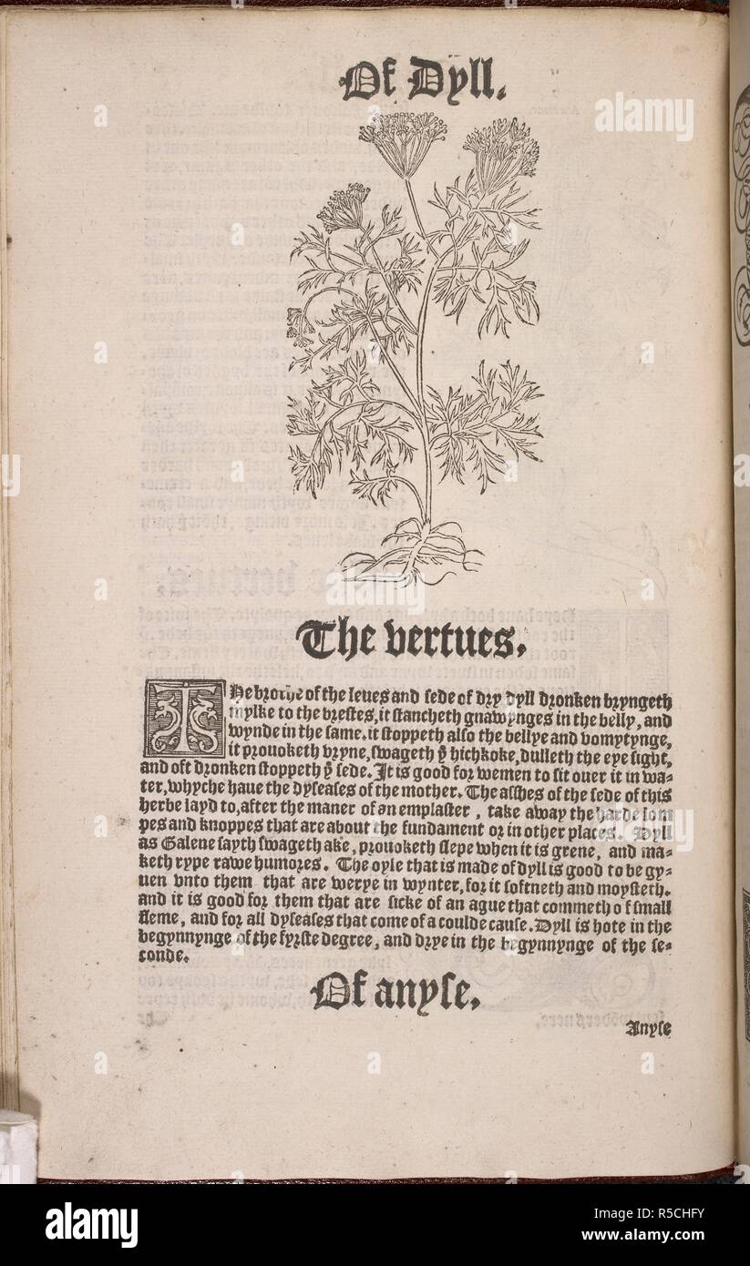 A plant with details of foliage and flower from a  Herbal book. A new Herball, wherein are conteyned the names of Herbes in Greke, Latin, Englysh, Duch, Frenche, and in the Potecaries and Herbaries Latin, with the properties, degrees and naturall places of the same, gathered and made by Wylliam Turner, etc. B.L. London : Imprinted by Steven Mierdman, and they are to be solde ... by John Gybken, 1551. Source: 447.i.5 page 16v. Language: English. Author: TURNER, JOSEPH MALLORD WILLIAM. Stock Photo
